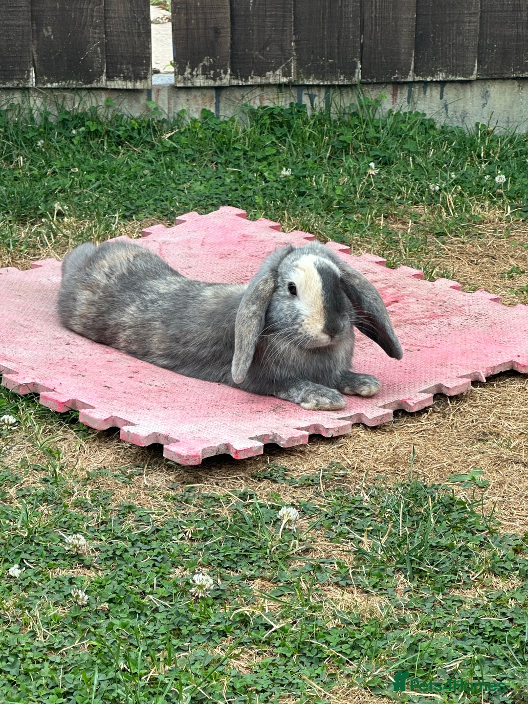 English Lop rabbits for sale: Brothers For Sale! - Image 4