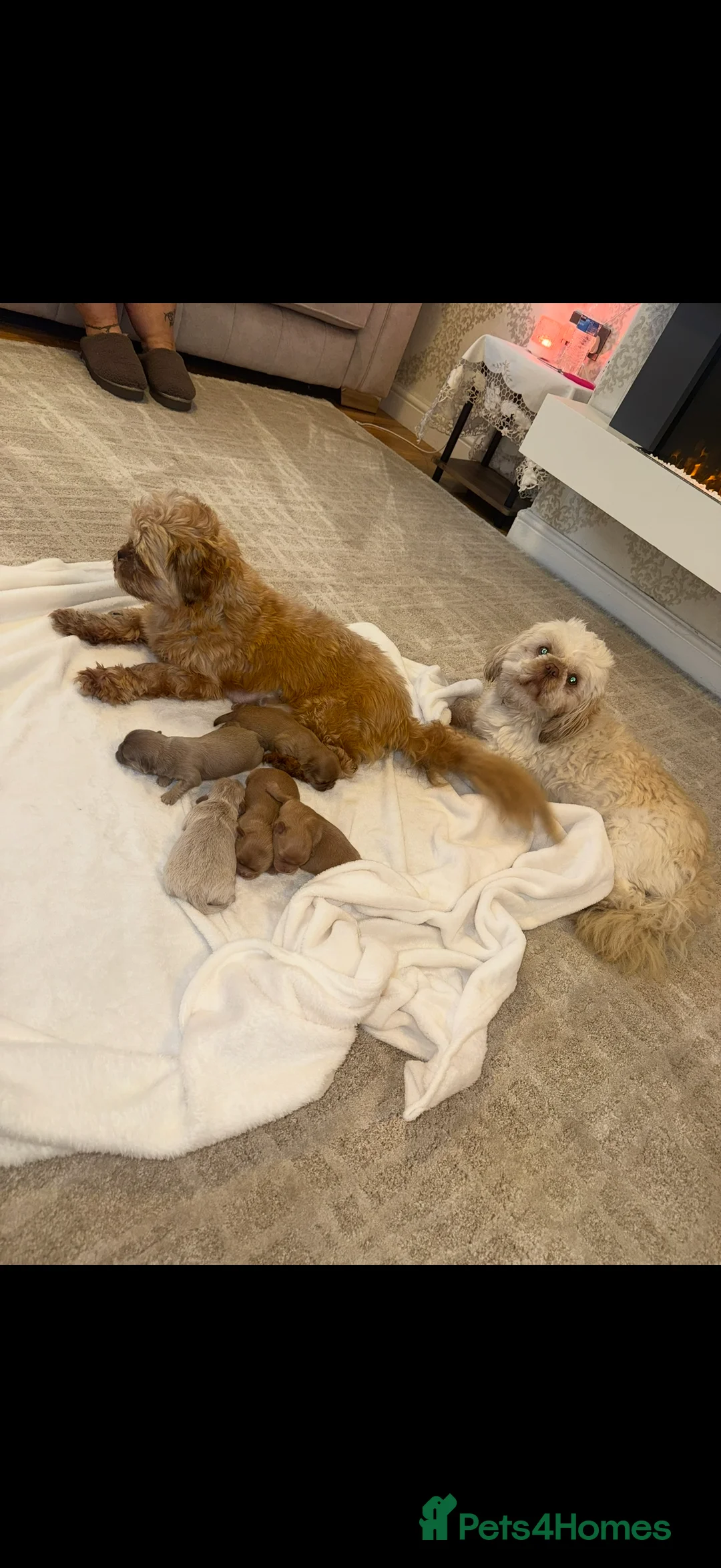 Shih Tzu dogs for sale: Imperial Shih Tzu Puppies - Advert 2
