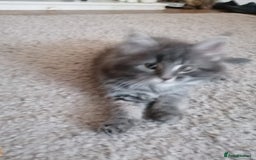 Maine Coon cats for sale: Stunning litter of maine coon kittens  - Advert 40
