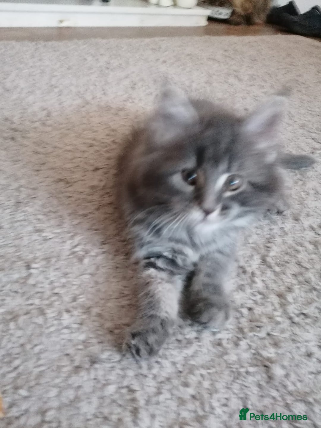 Maine Coon cats for sale: Stunning litter of maine coon kittens  - Advert 40