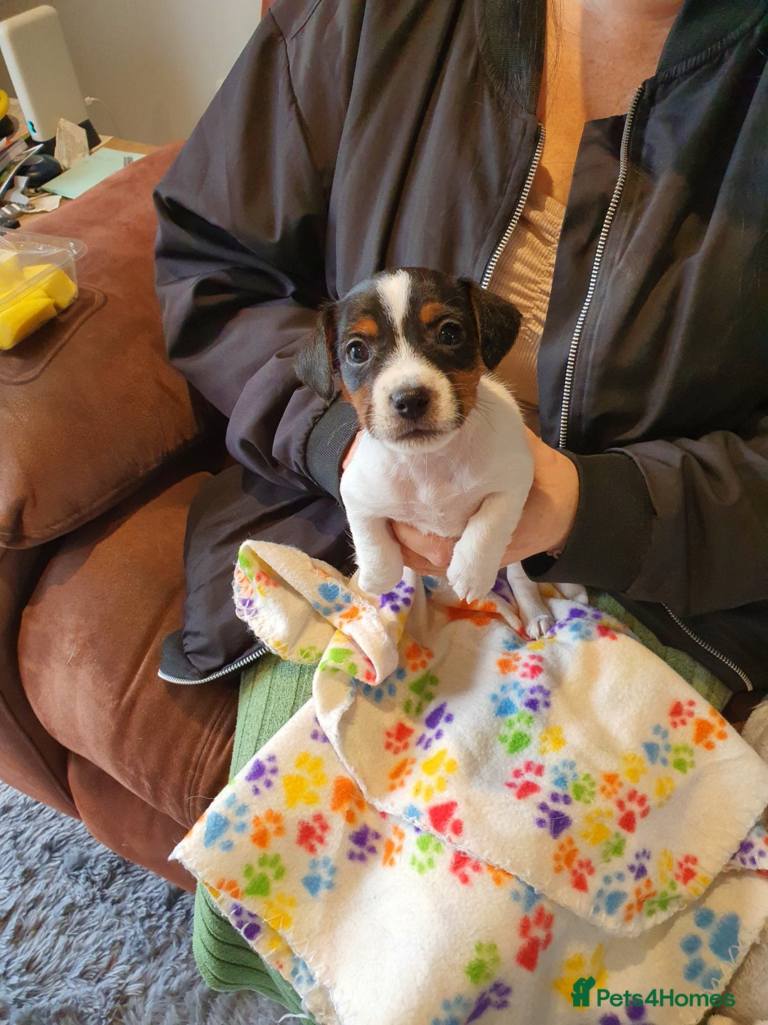 Jack Russell dogs for sale: Stunning Jack Russell Puppies  - Image 4