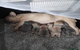 French Bulldog dogs for sale: Beautiful chunky Frenchies - Image 2