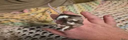Mouse rodents for sale: 3 Cute Female Baby Fancy Mice - Advert 2