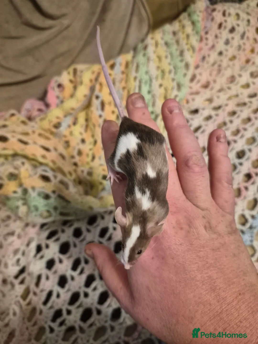 Mouse rodents for sale: 3 Cute Female Baby Fancy Mice - Advert 2