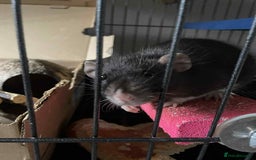 Rat rodents for sale: 2 rats with massive cage and extras - Image 6