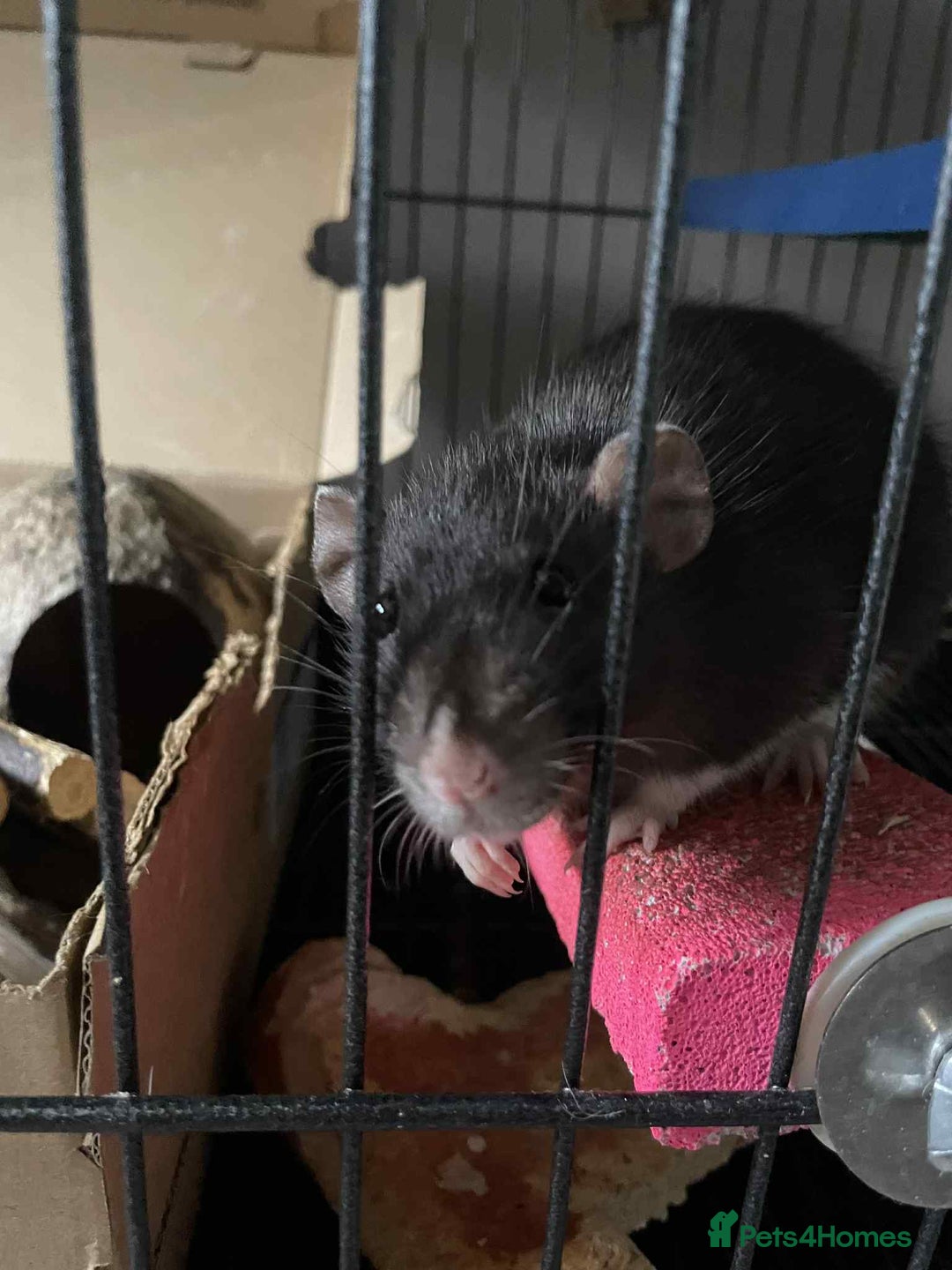 Rat rodents for sale: 2 rats with massive cage and extras - Image 6