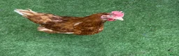 Chickens poultry for sale: Easter egger hybrid & 3 ex battery hens for rehome in Saint Helens - Advert 3