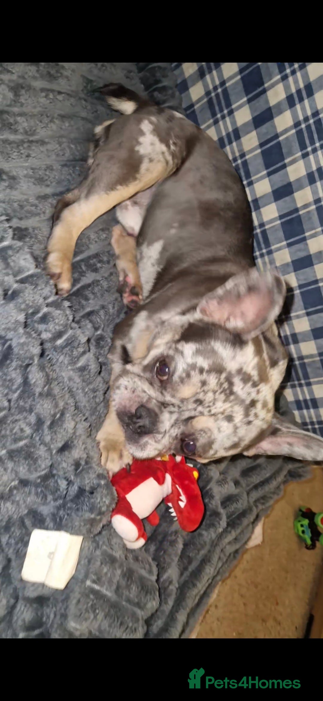 French Bulldog dogs for sale: French bulldog for sale - Advert 2