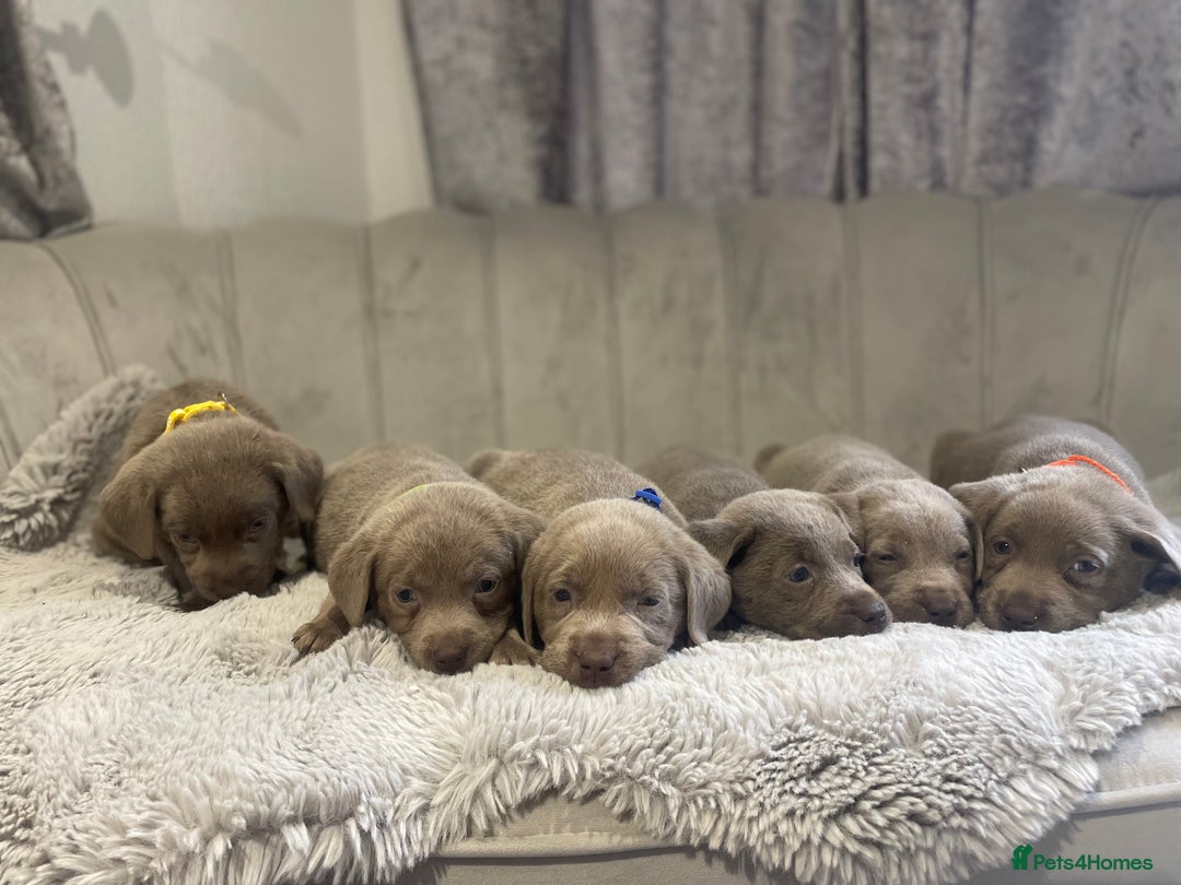 Labrador Retriever dogs for sale: Stunning silver Labradors puppy’s  - Advert 18