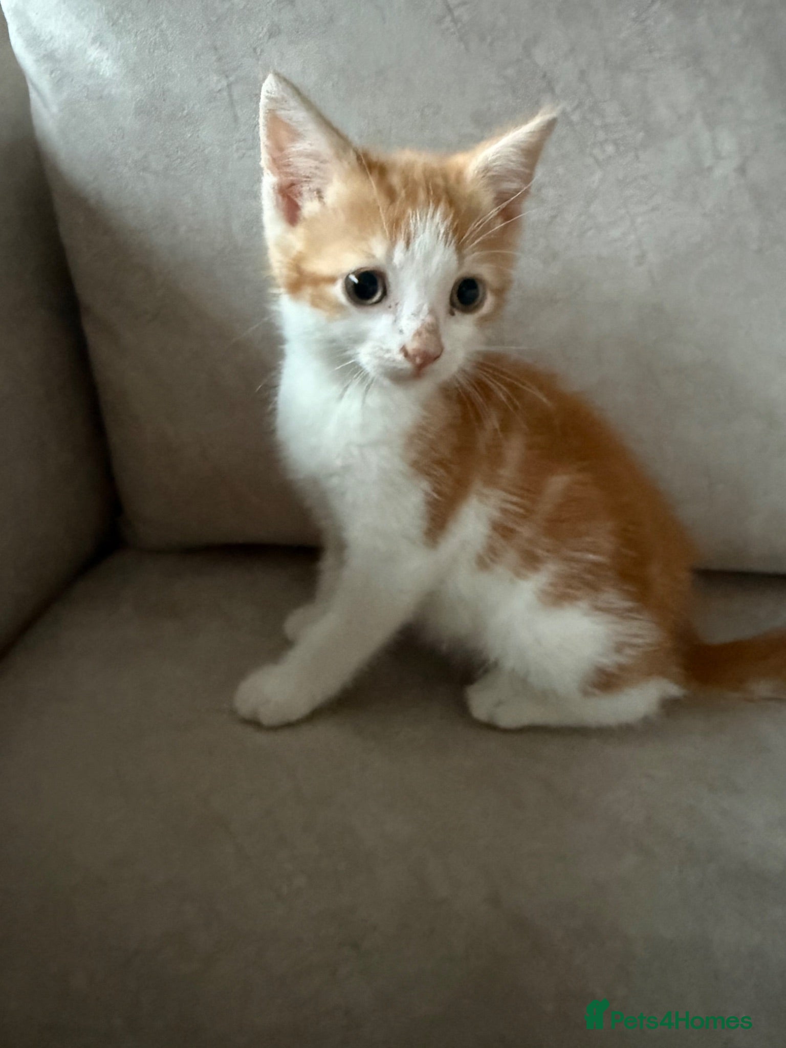 Mixed Breed cats READY NOW Beautiful kittens - Advert 4