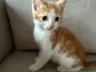 Mixed Breed cats READY NOW Beautiful kittens - Advert 4