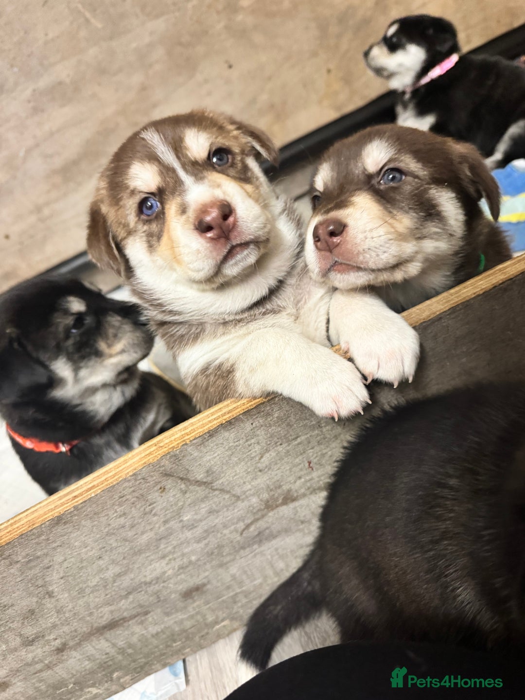 Mixed Breed dogs for sale: Beautiful huskadors - Advert 9