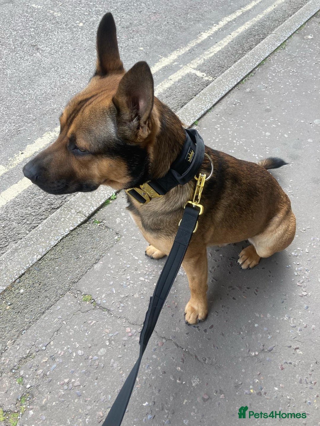 Mixed Breed dogs for sale: PlEASE READ FULL DESCRIPTION - Image 4