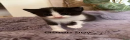 Mixed Breed cats for sale: Fluffy black and white kittens  - Advert 20