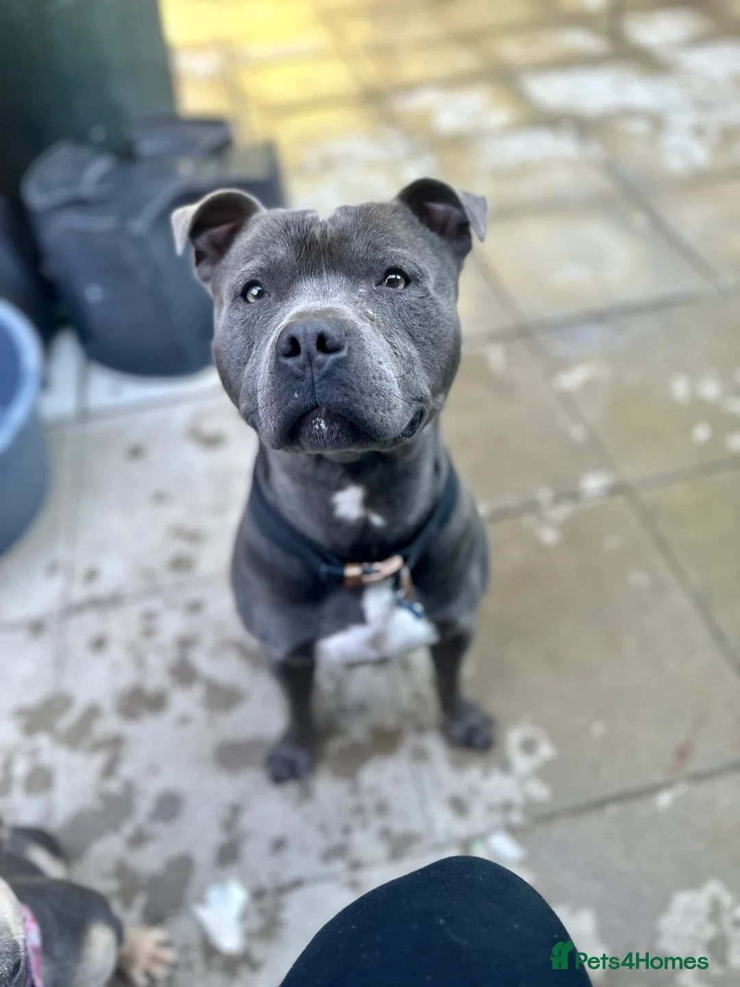 Staffordshire Bull Terrier dogs for stud: Blue Staffordshire Bull Terrier For Stud  - Advert 4