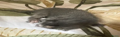 Kitten 6
