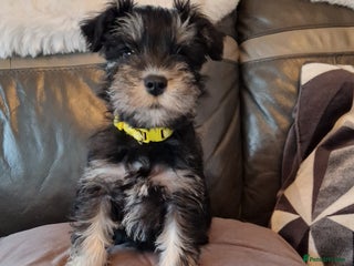 Miniature Schnauzer dogs 2 left Kc Registered beautiful puppies - Advert 4