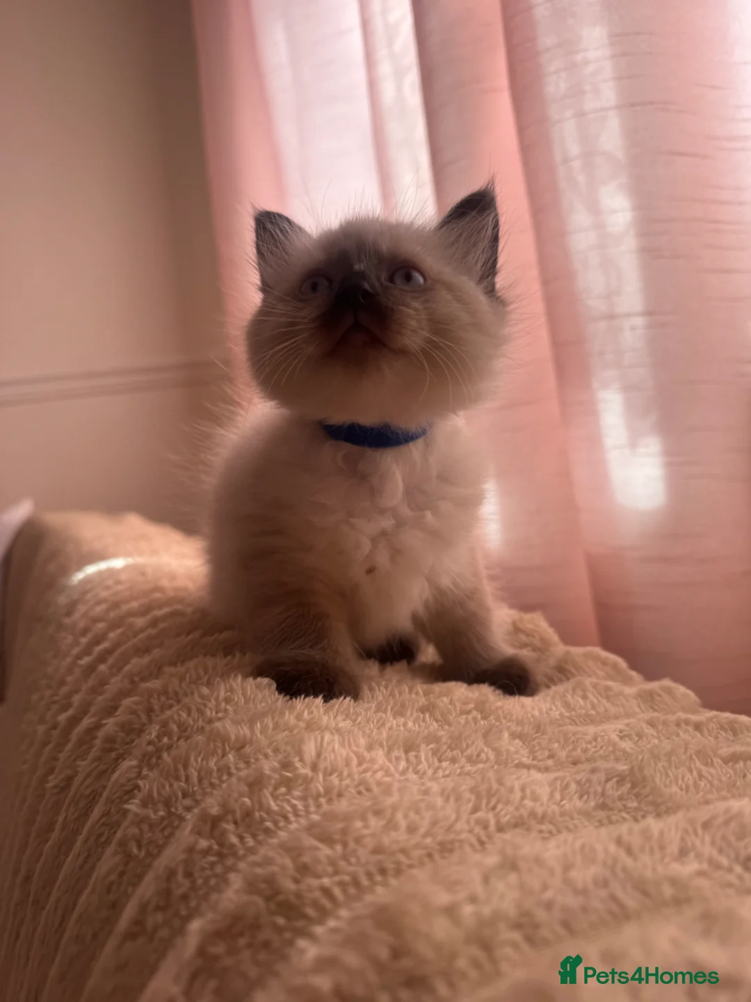 Ragdoll cats for sale: 3 Beautiful Ragdoll kittens  - Advert 20