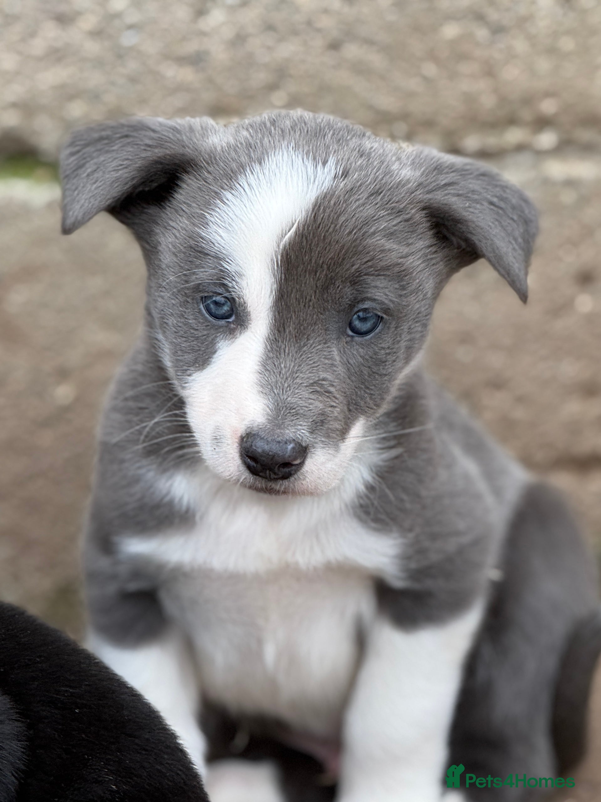 Border Collie dogs Gorgeous Lilac and white collie pups  - Advert 3