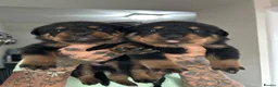 Rottweiler dogs for sale: Rottweiler puppies  - Advert 3