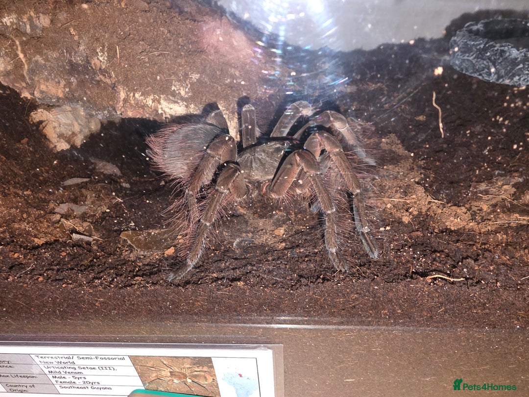 Tarantulas invertebrates for sale: Theraphosa stirmi Small SAF - Advert 3