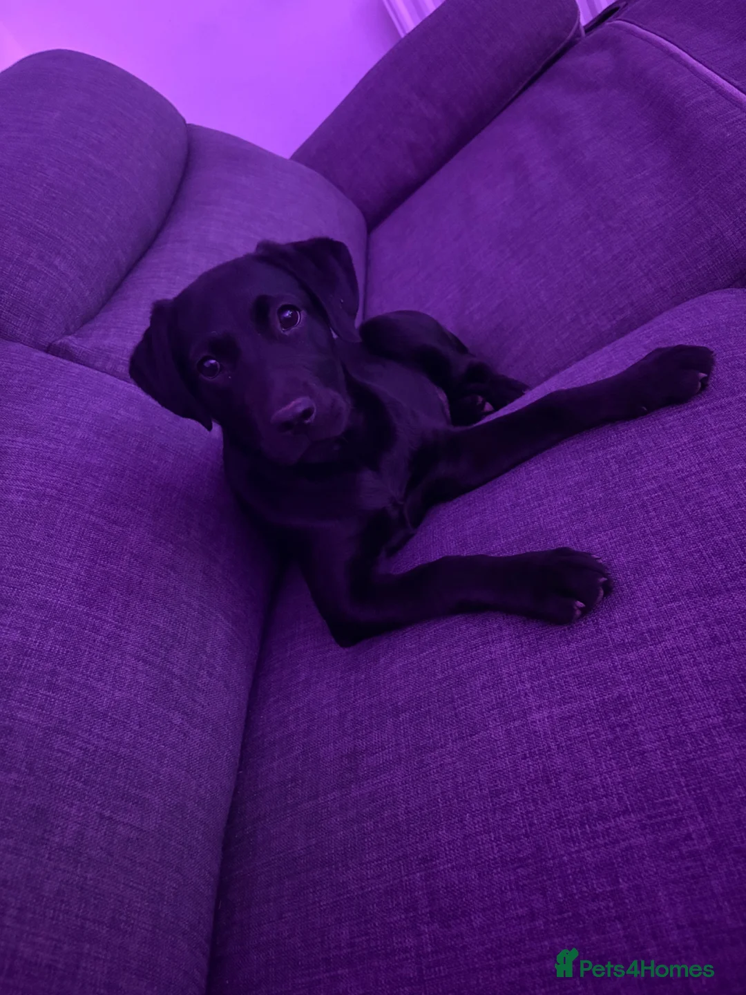 Labrador Retriever dogs for sale: 8 month old Labrador  - Advert 6