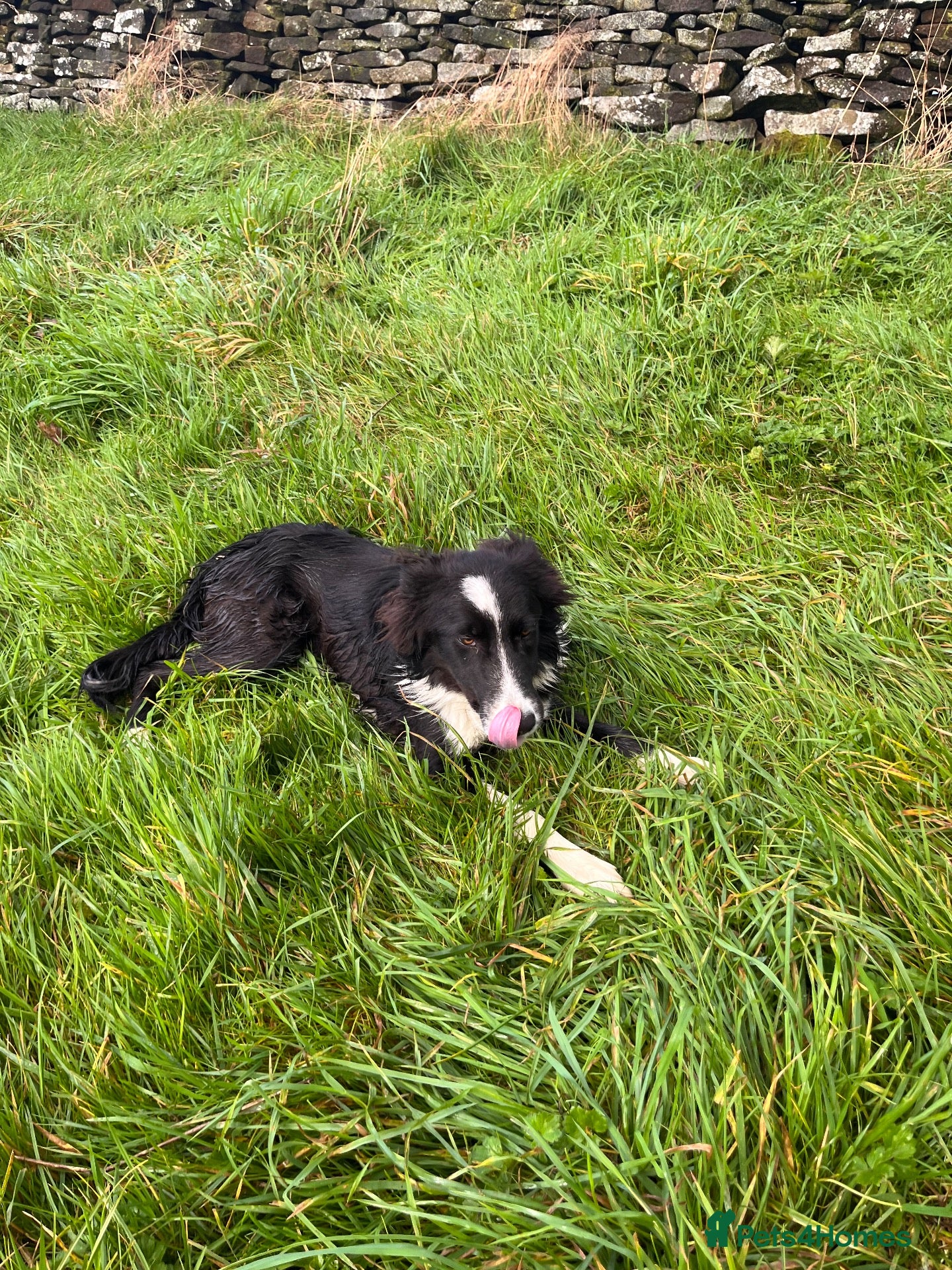 Border Collie dogs Border collie  - Advert 13