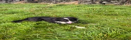 Border Collie dogs for sale: Border collie  - Advert 1