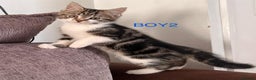 Mixed Breed cats for sale: Amazing kittens for sale  - Advert 10