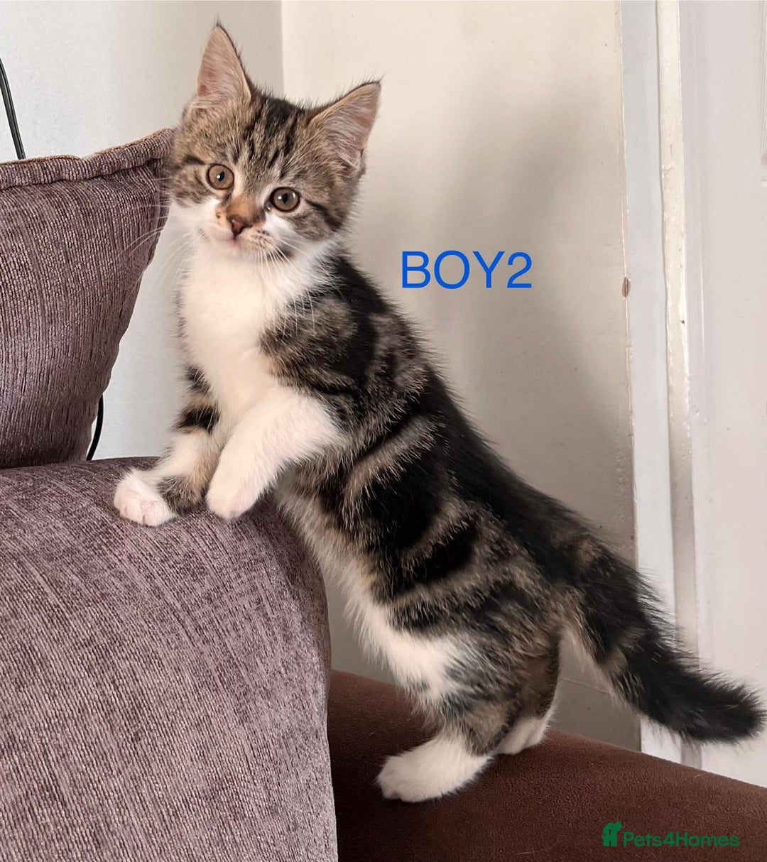 Mixed Breed cats for sale: Amazing kittens for sale  - Advert 10