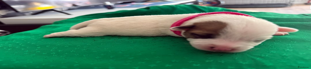 Jack Russell Puppy 3