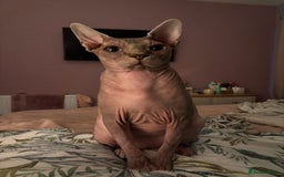Sphynx cats for sale: Two Sphynx cats looking for forever home  - Image 3