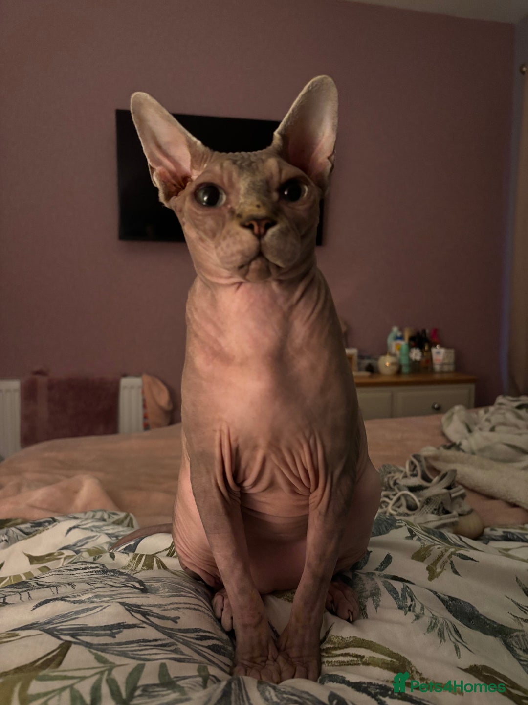Sphynx cats for sale: Two Sphynx cats looking for forever home  - Image 3