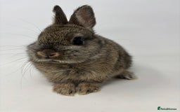 Netherland Dwarf rabbits for sale: BEAUTIFUL 9 WEEK OLD NETHERLAND DWARF BUNNIES  - Image 4