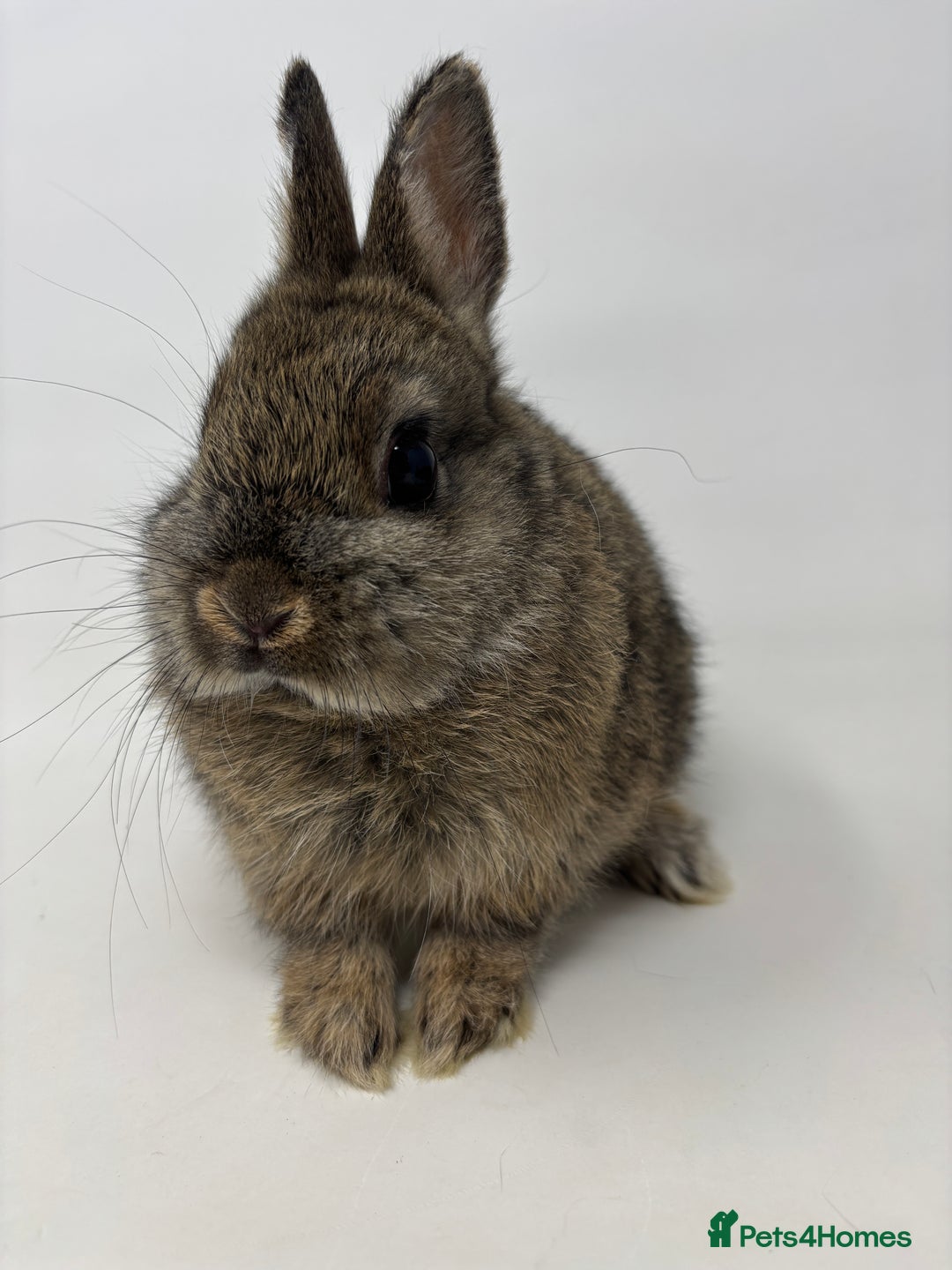 Netherland Dwarf rabbits for sale: BEAUTIFUL 9 WEEK OLD NETHERLAND DWARF BUNNIES  - Image 4