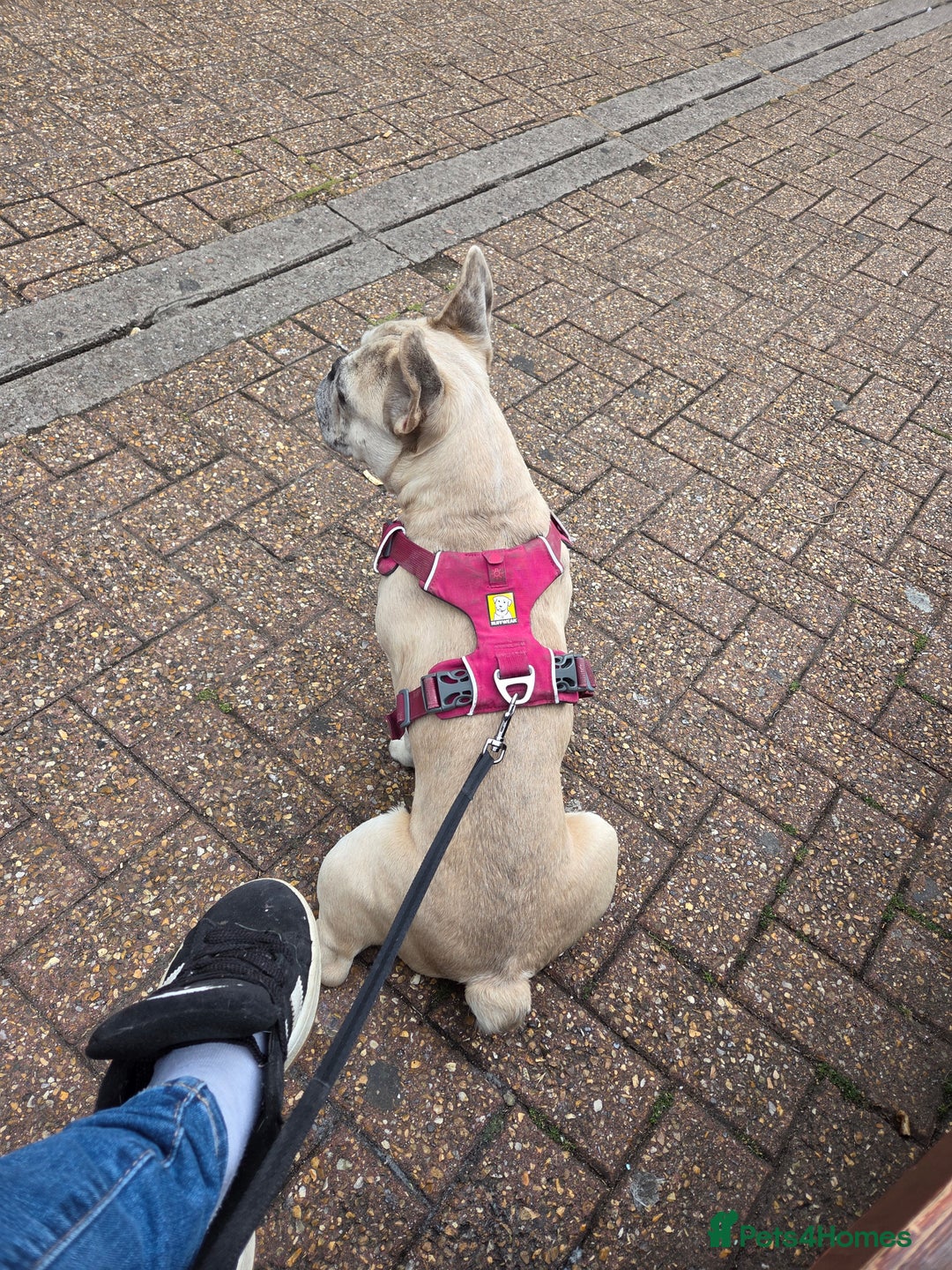 French Bulldog dogs for sale: 9month old frenchie - Image 3