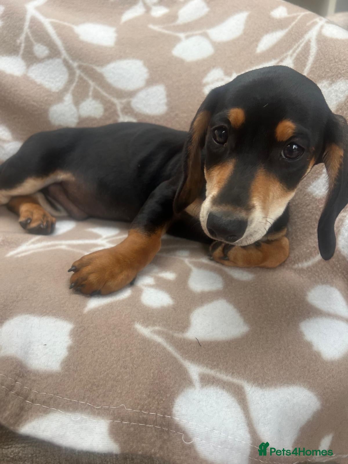 Dachshund dogs ***3 beautiful boys *** - Advert 1