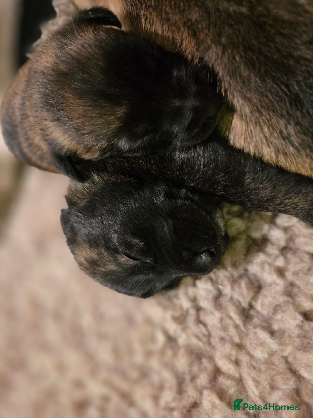 Belgian Shepherd Dog dogs for sale: Dutch Herder Puppies - Advert 17