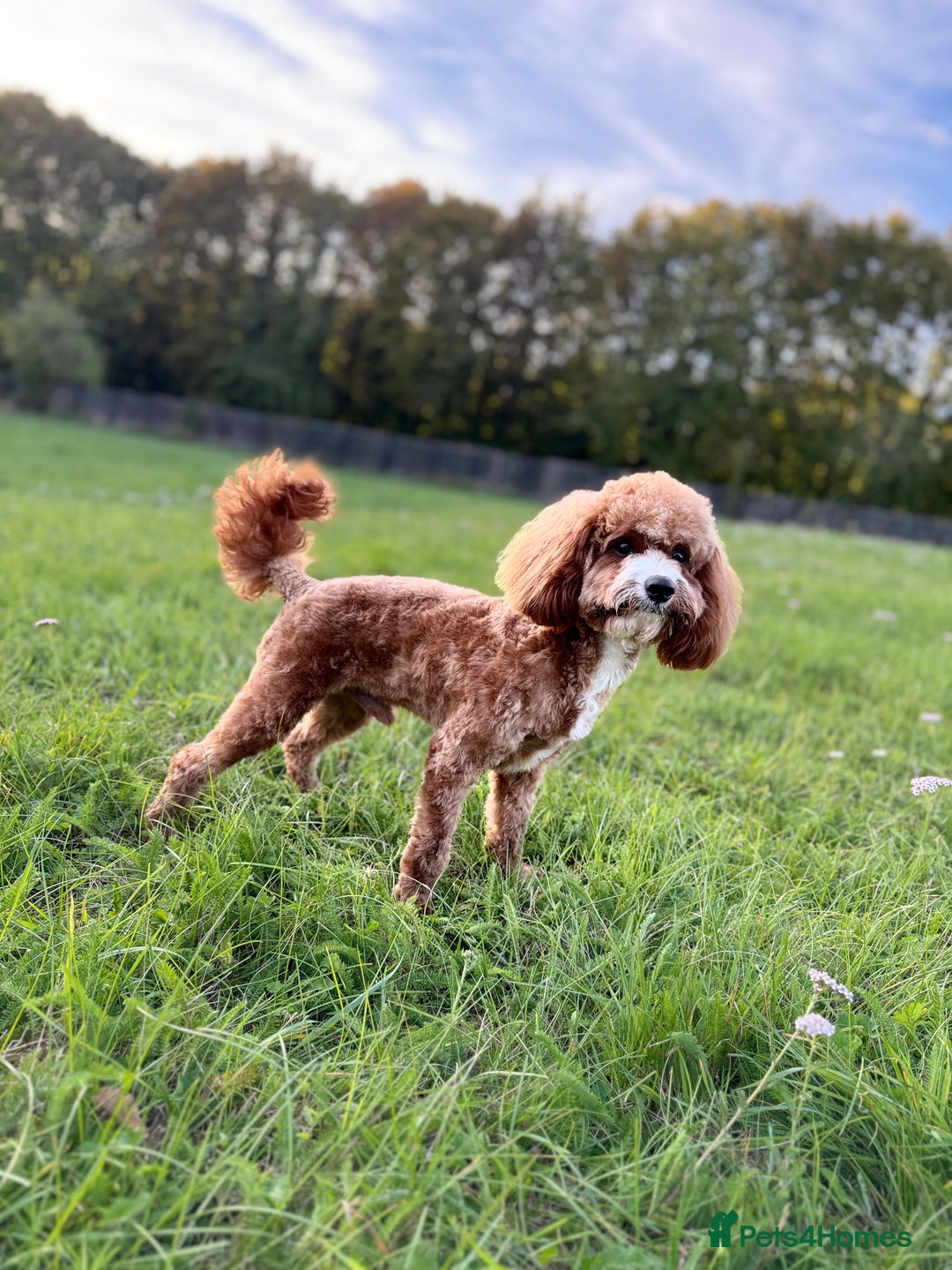 Cavapoo dogs for stud: For stud only  - Image 2