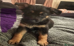 German Shepherd dogs for sale: 🐾 Beautiful German Shepherd Puppies! 🐾 - Image 7