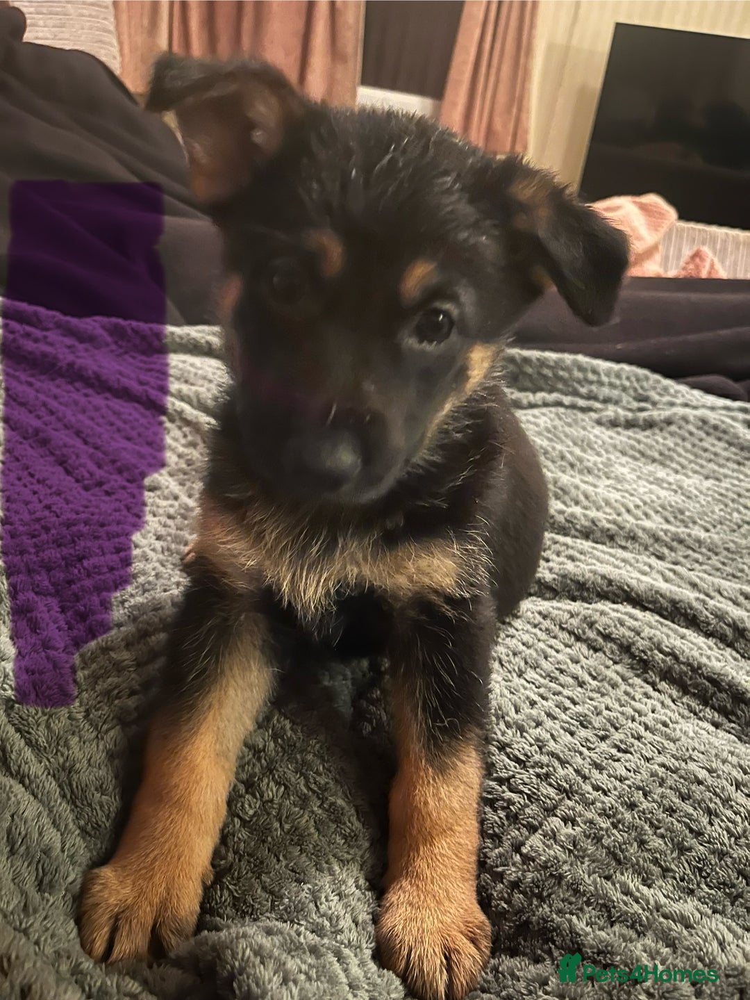 German Shepherd dogs for sale: 🐾 Beautiful German Shepherd Puppies! 🐾 - Image 7