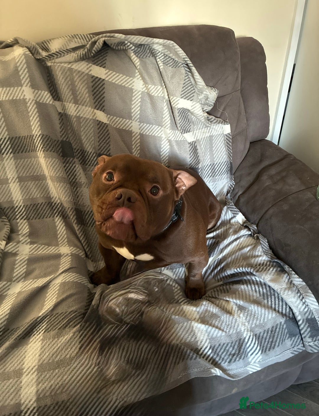 Mixed Breed dogs for sale: American bulldog x micro bully pups  - Advert 3