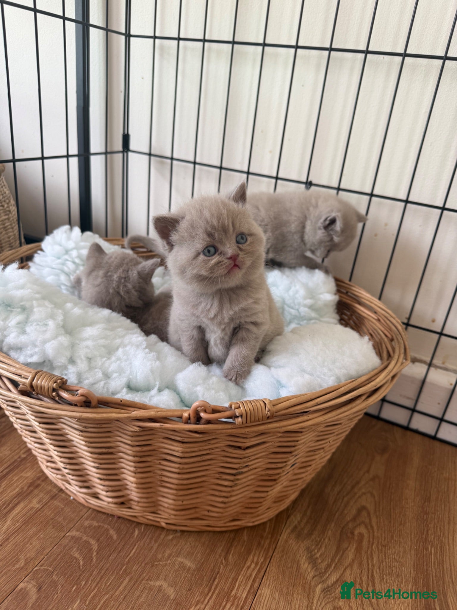 British Shorthair cats Beautiful British shorthair kittens  - Advert 18