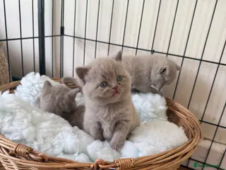 British Shorthair cats Beautiful British shorthair kittens - Advert 18