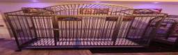 Parrots birds for sale: Red Lored Amazon - Advert 12