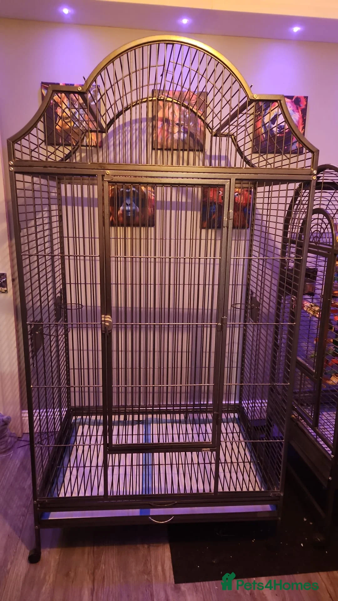 Parrots birds for sale: Red Lored Amazon - Advert 12