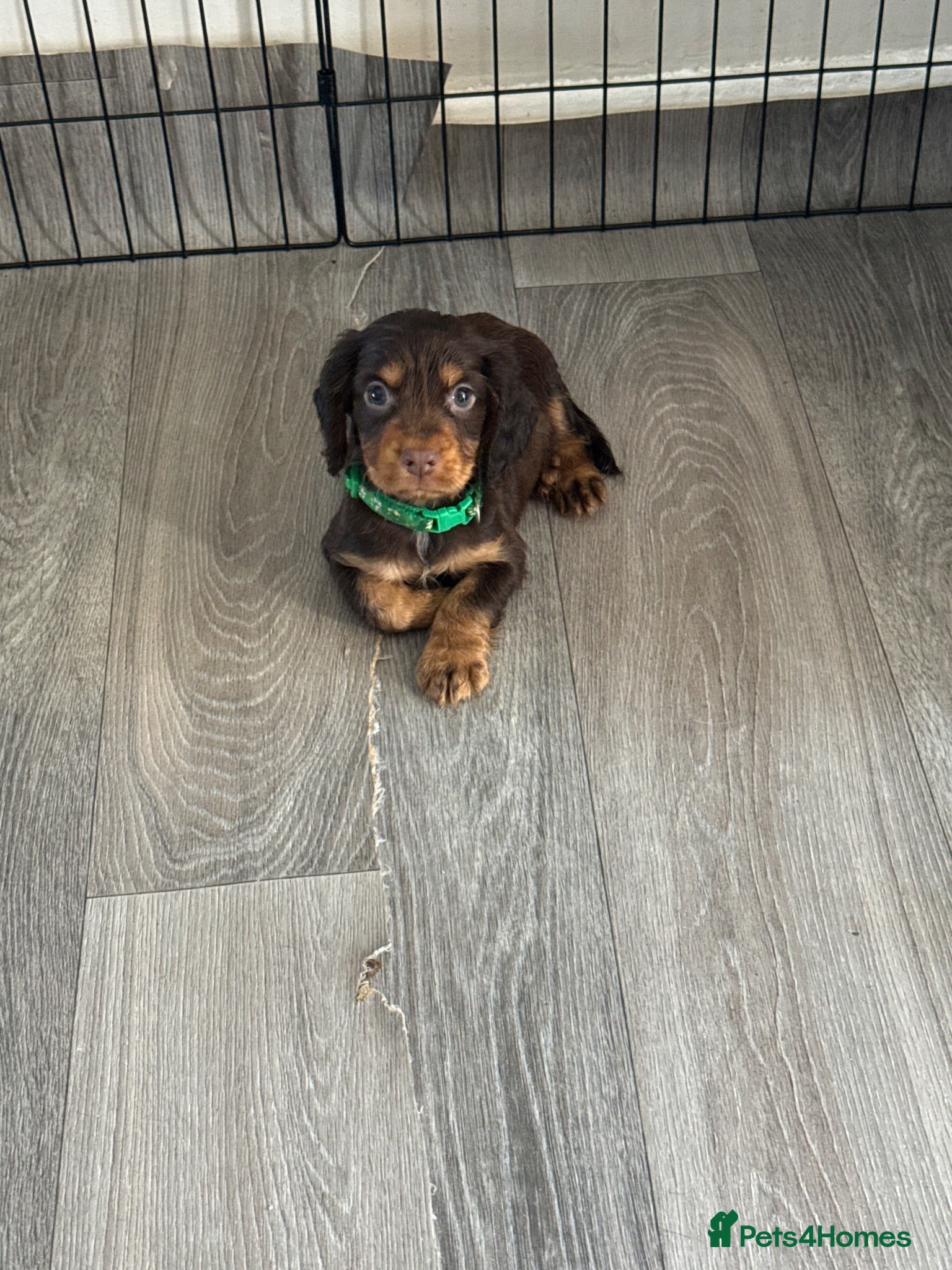 Cocker Spaniel dogs Cocker Spaniel - Advert 17