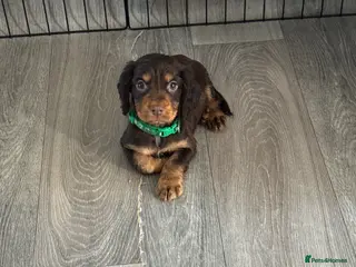 Cocker Spaniel dogs Cocker Spaniel - Advert 17
