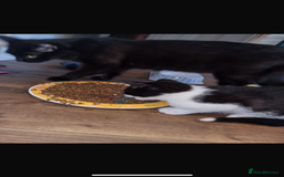 Mixed Breed cats for sale: Kittens need a forever home  - Image 4