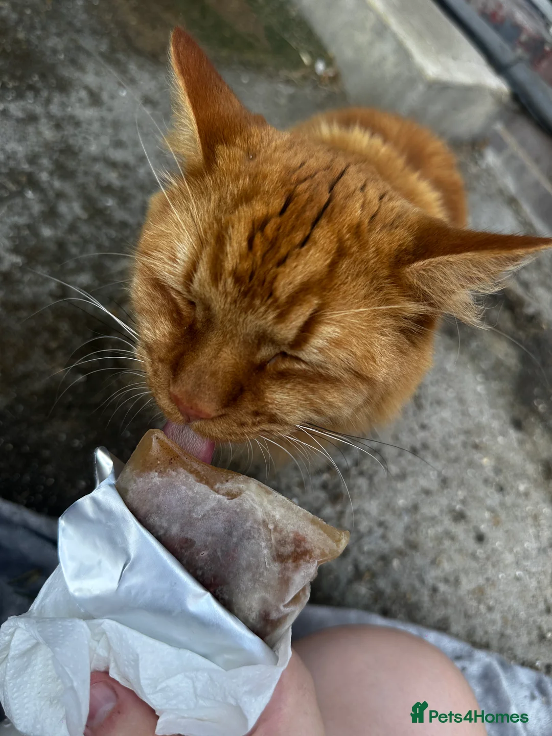 Mixed Breed cats for sale: Beautiful boy for rehoming - Advert 7